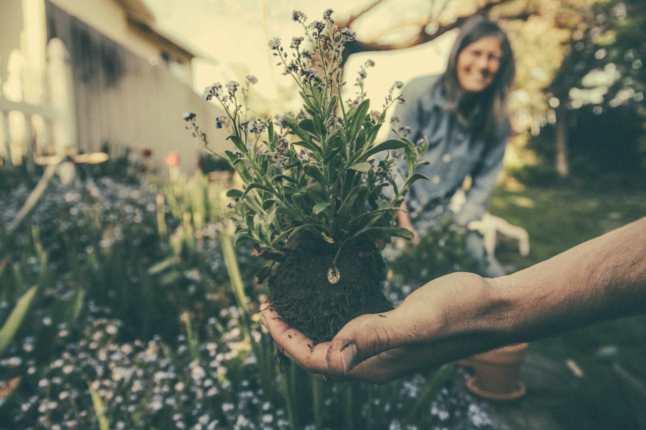 Therapeutic Horticulture: Gardening for Good Health
