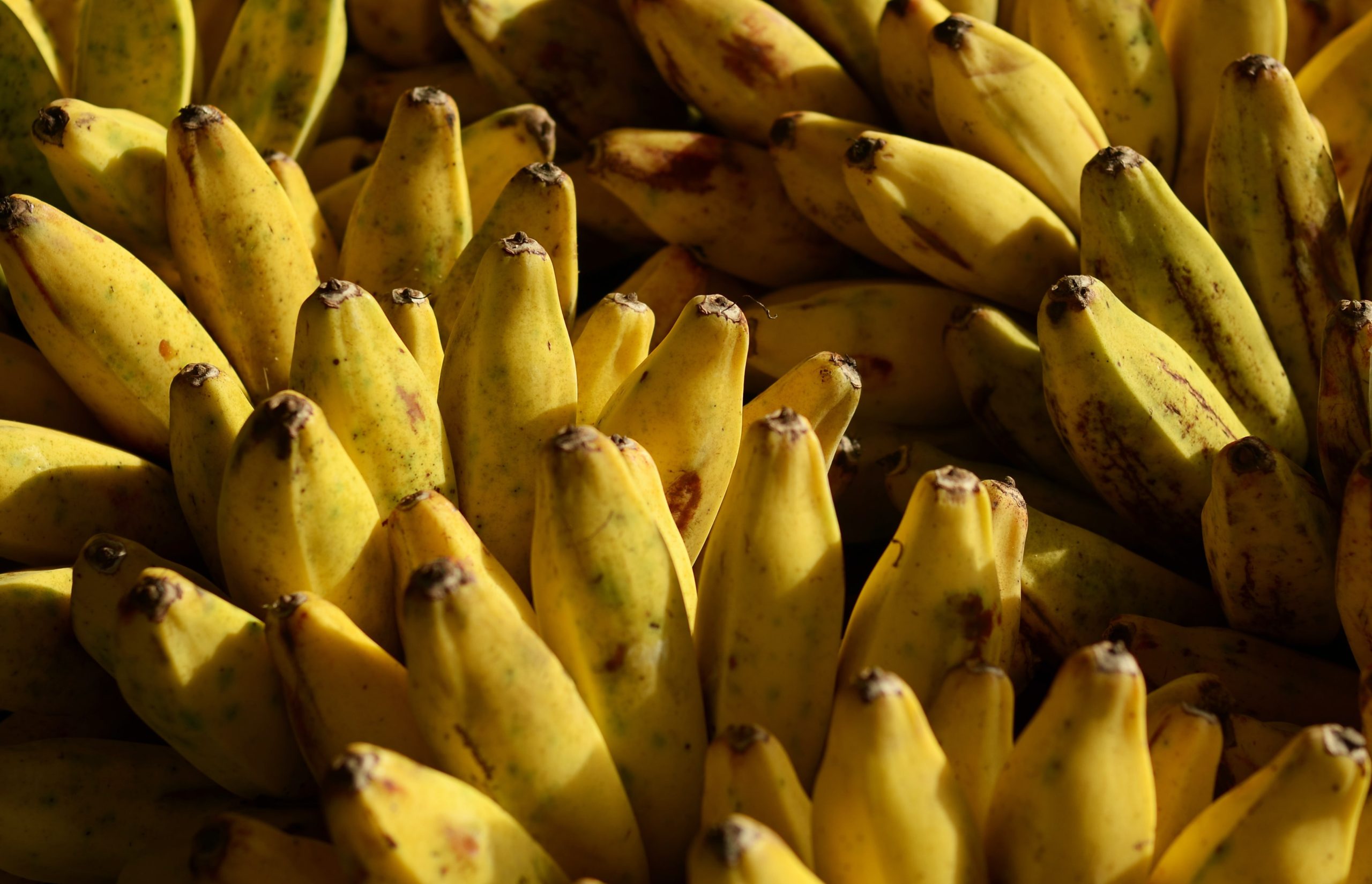 How to Grow Bananas (and a few new ways to use them)