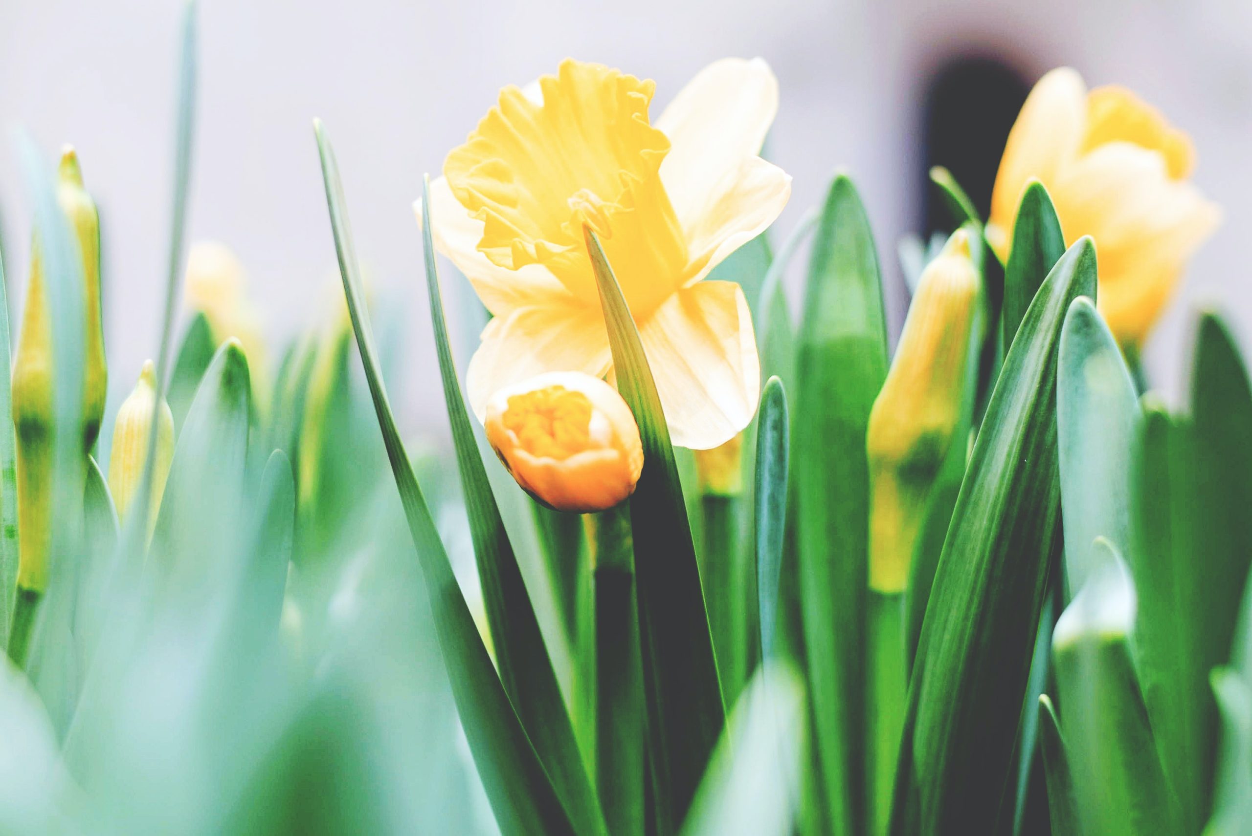 Daffodils: Your Fundamental Questions, Answered