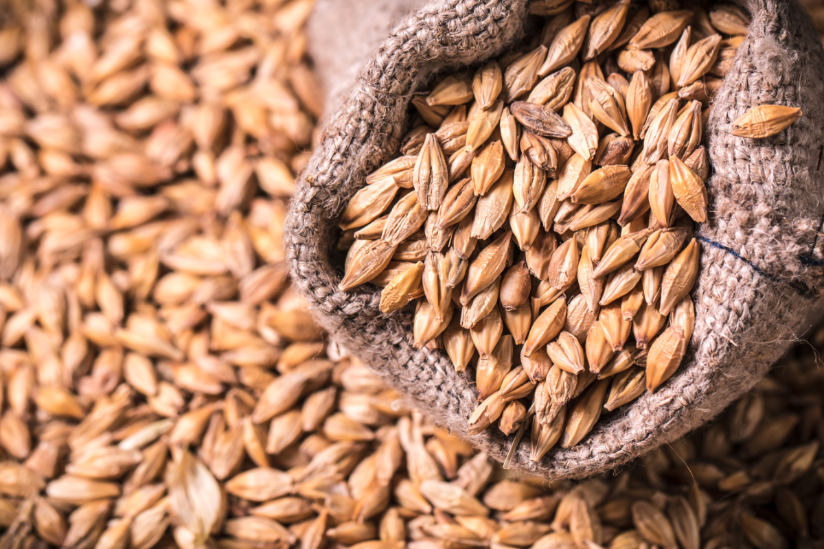 Ancient Grain Gardening: Barley