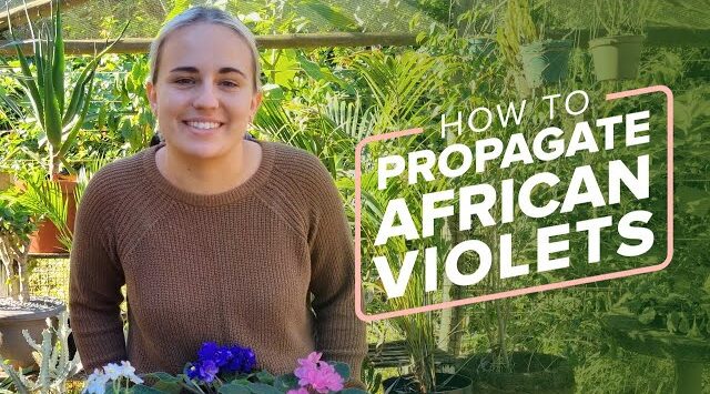 How To Propagate African Violets | All About Gardening