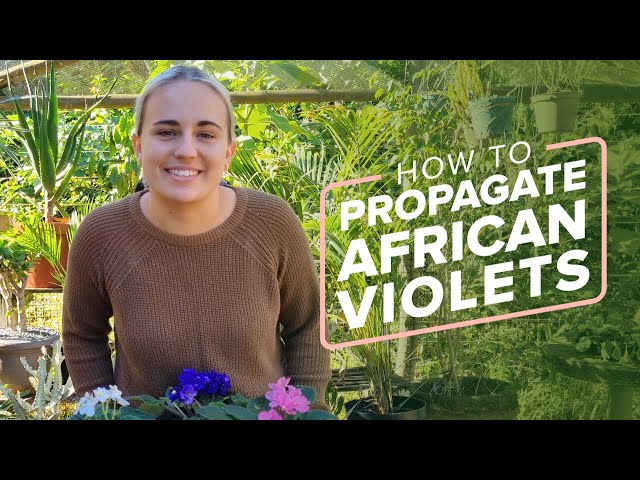 How To Propagate African Violets (Step-by-Step Tutorial)