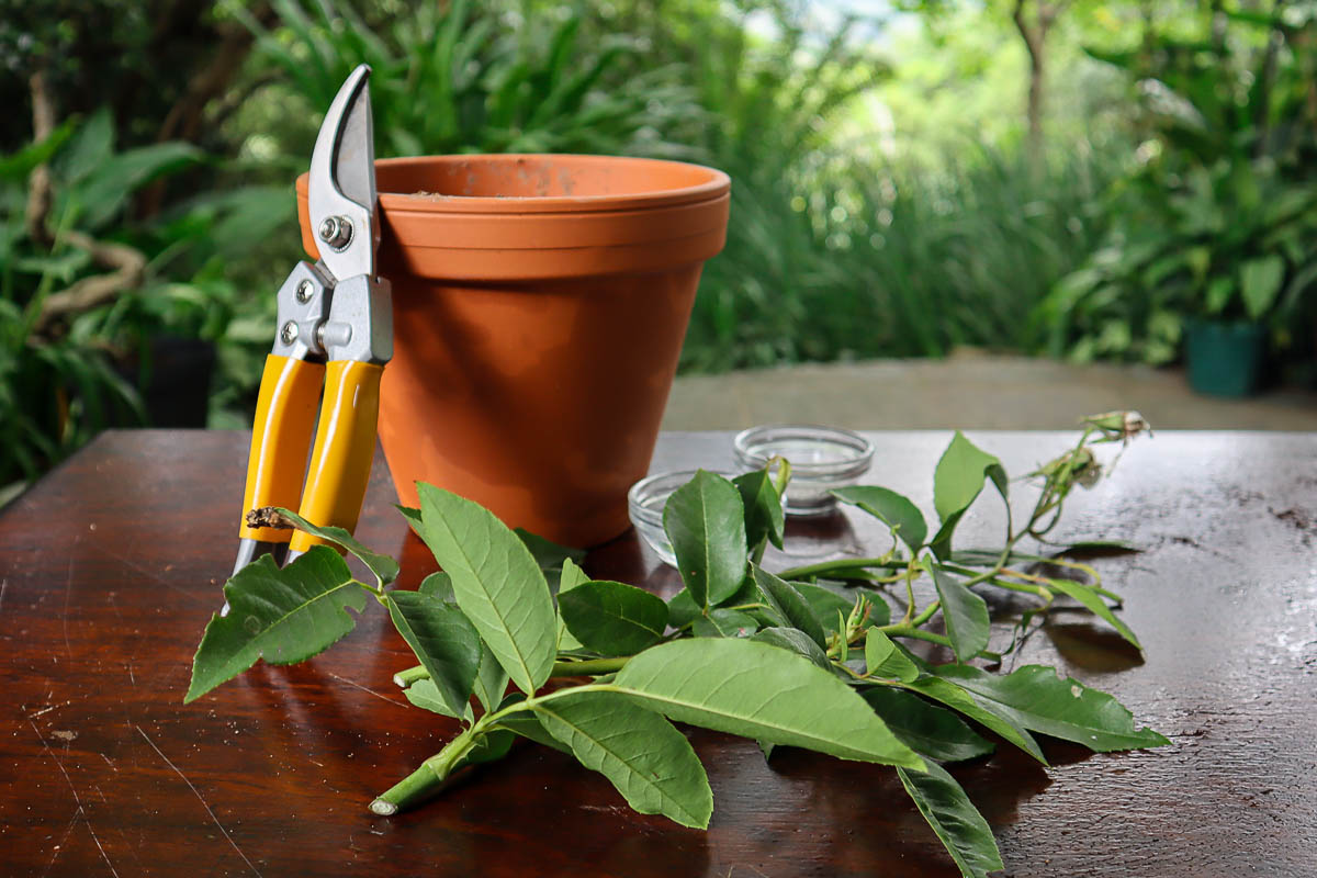 How To Propagate Roses From Cuttings | Blooming Backyard