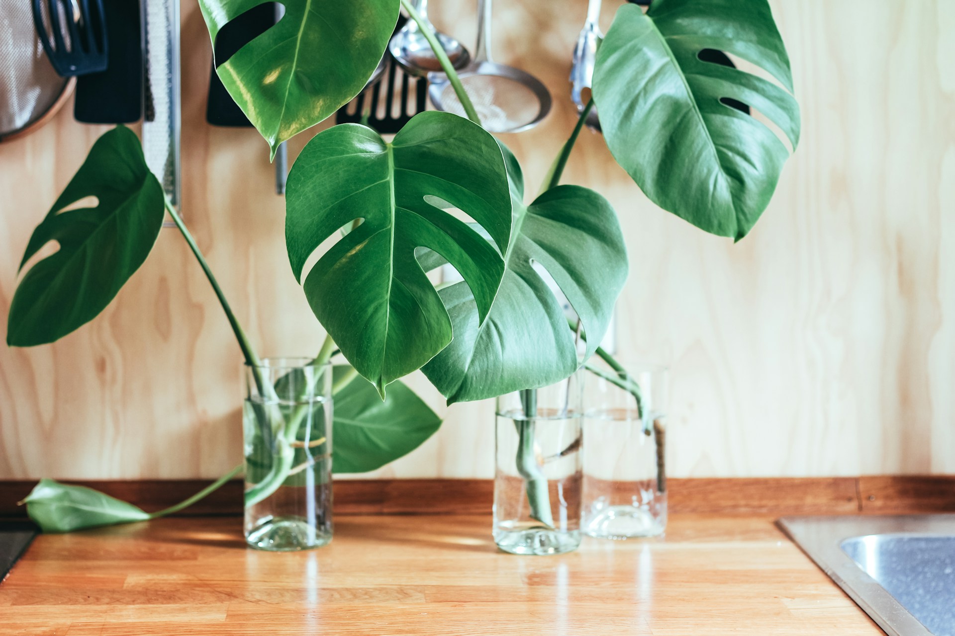 How to propagate a monstera – 5 easy steps to follow | Homes&Gardens