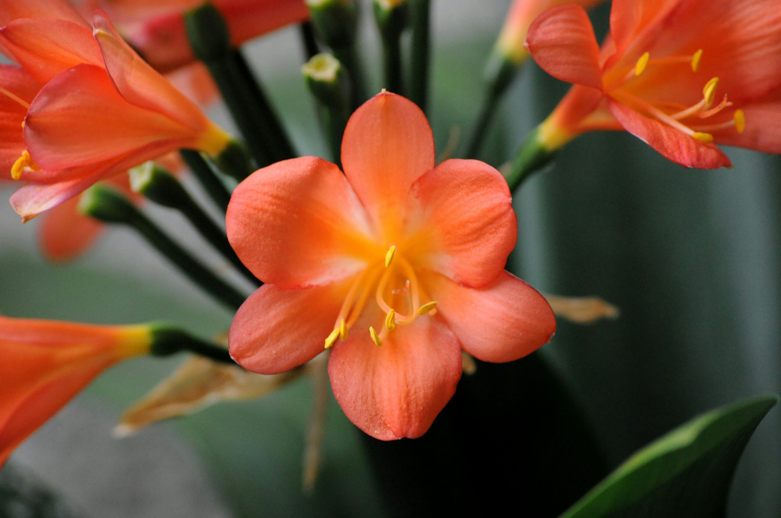 Propagating Clivia from Seed | GardenTube