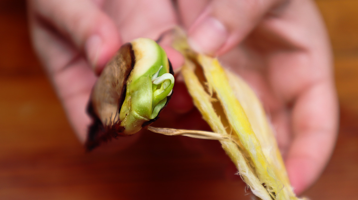 How To Grow A Mango Tree From Seed | Rural Sprout