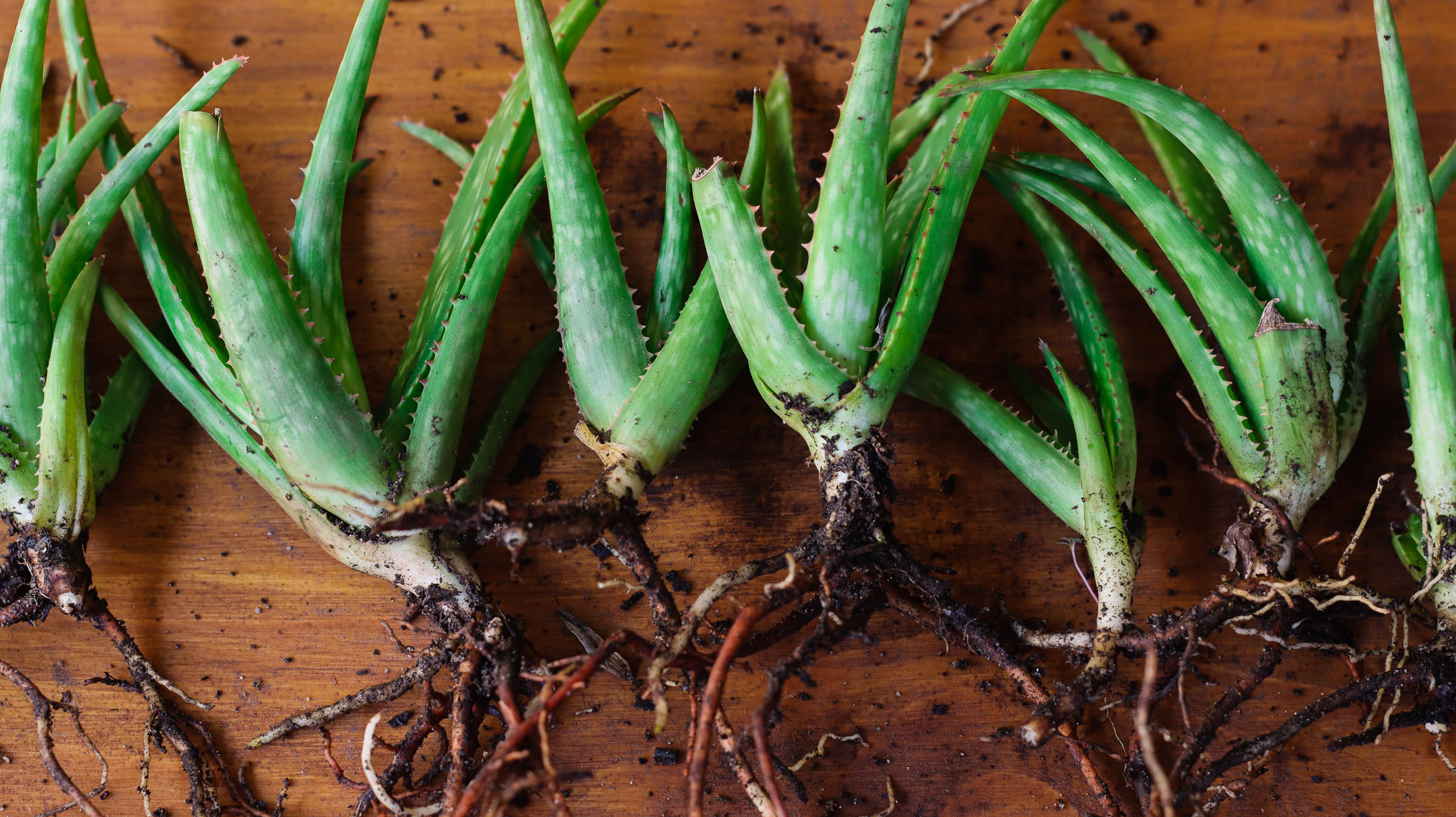 How to Propagate Aloe From Pups or Cuttings | Epic Gardening