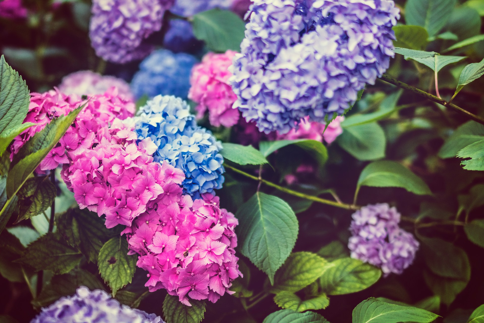 Is Epsom Salt Good or Bad For Hydrangeas? | Epic Gardening